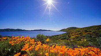 A photo of California poppies on the shore of Diamond Valley Lake, in California