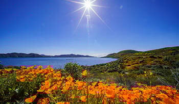 A photo of California poppies on the shore of Diamond Valley Lake, in California